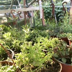 Ground Cover Succulent Drought T Tolerance  Whole Sale