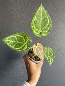 Anthurium Crystallinum x Anthurium Forgetti