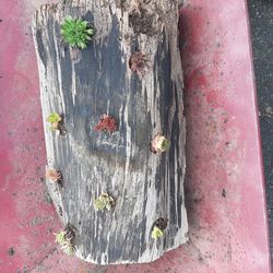 Succulents In An Apple Tree Log $15