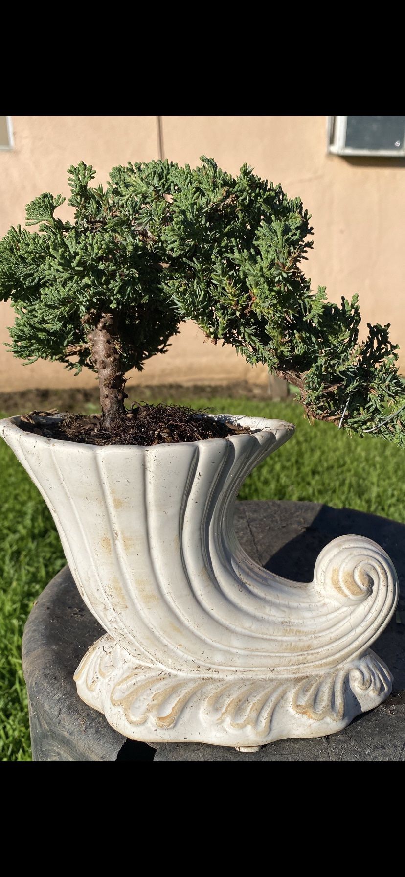 Bonsai Japanese Guardian JuniperS Many To Choose From