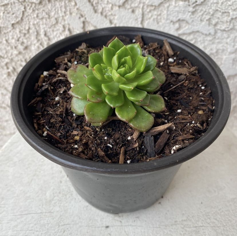 6 Inch Pot Rare Succulent Plant - Sedeveria Rolly Letizia - Rooted & Stablished - Drought Resistant - 🪴