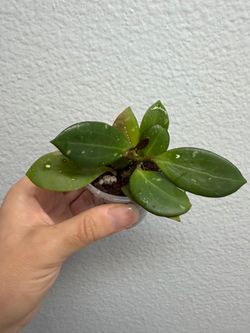 Hoya Pachyclada x Parasitica