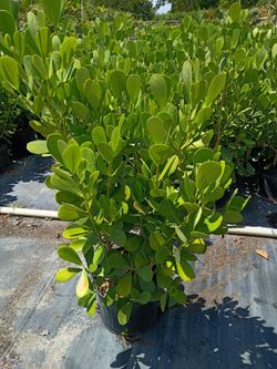 Huge Clusias 4+ feet tall  Instant privacy hedge for fence