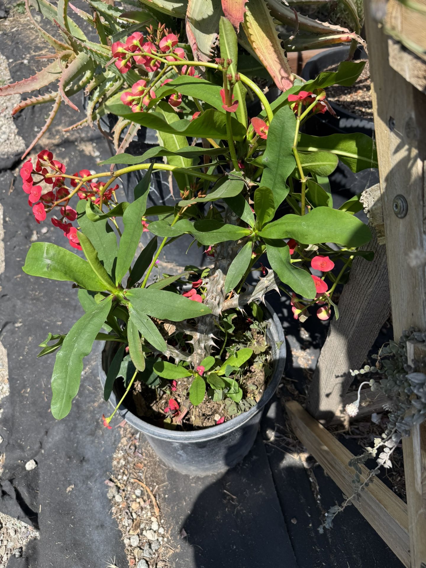 Euphorbia Millie Crown Of Thorns Succulents (Read Description)