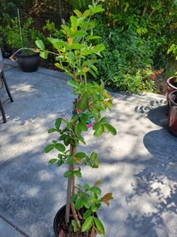 Rare INDIAN GUAVA TREE 
