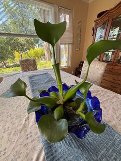 Pond Hyacinth water plants