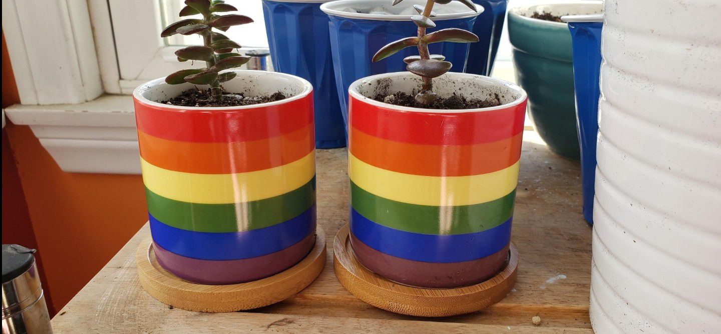 Succulent pots