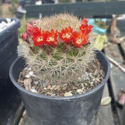 Cactus, En Maceta De Un Galón $10 