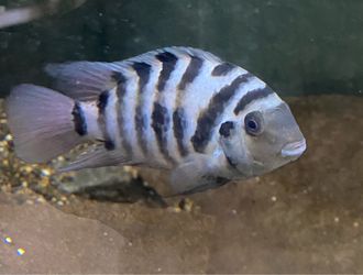 Aquarium