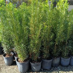 Podocarpus Plant$8 3gl