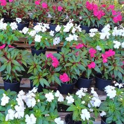 Impatiens Plants Only $3🩷
