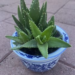 Beautiful Organic Healthy Aloe Vera Plant Natural Succulent In Ceramic Pot Home Patio Yard Garden