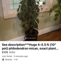 See description***Huge 4-4.5 ft (10” pot) philodendron mican, exact plant; 95820