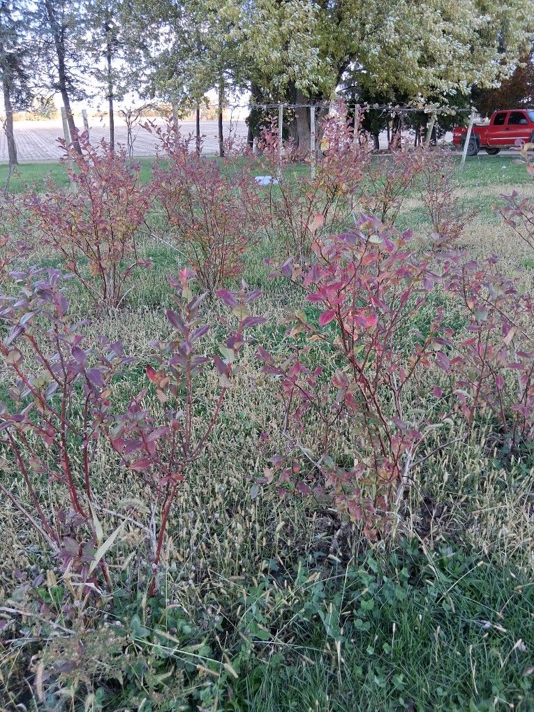 Blueberry Bushes