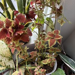 Coleus - Red Fall Colors House Plant