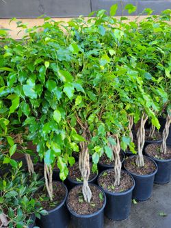 Ficus   Benjamina  Tree