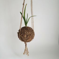 Kokedama plant (Hanging Plant) 