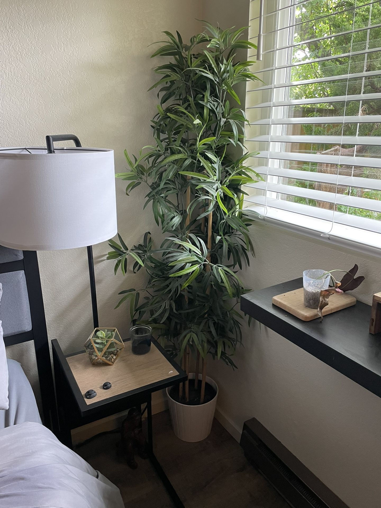 Bamboo Houseplant