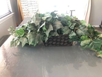 Silk plant