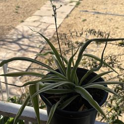 Spider plants