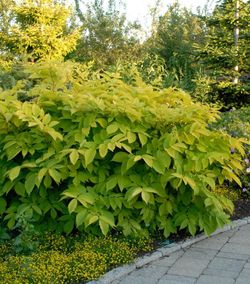 Sun King Golden Japanese Spikenard plants