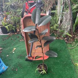 Rubber Plant 