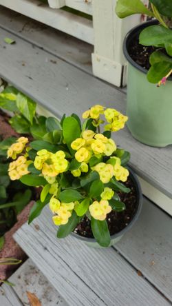Red or Yellow Crown of Thorn
