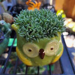 SUCCULENT PLANT SALE SATURDAY IN SAN LORENZO THIS WEEK