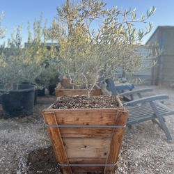 Olive Trees 