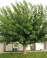 Fruitless Mulberry Trees