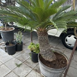 Plant For Sale