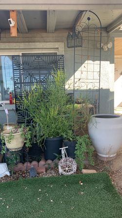Planta grande$50