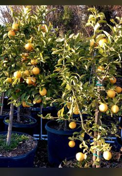 Plants, Fruit Trees, palm Trees, Roses, Lemons