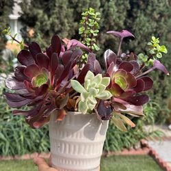 Beautiful Plants ❤️