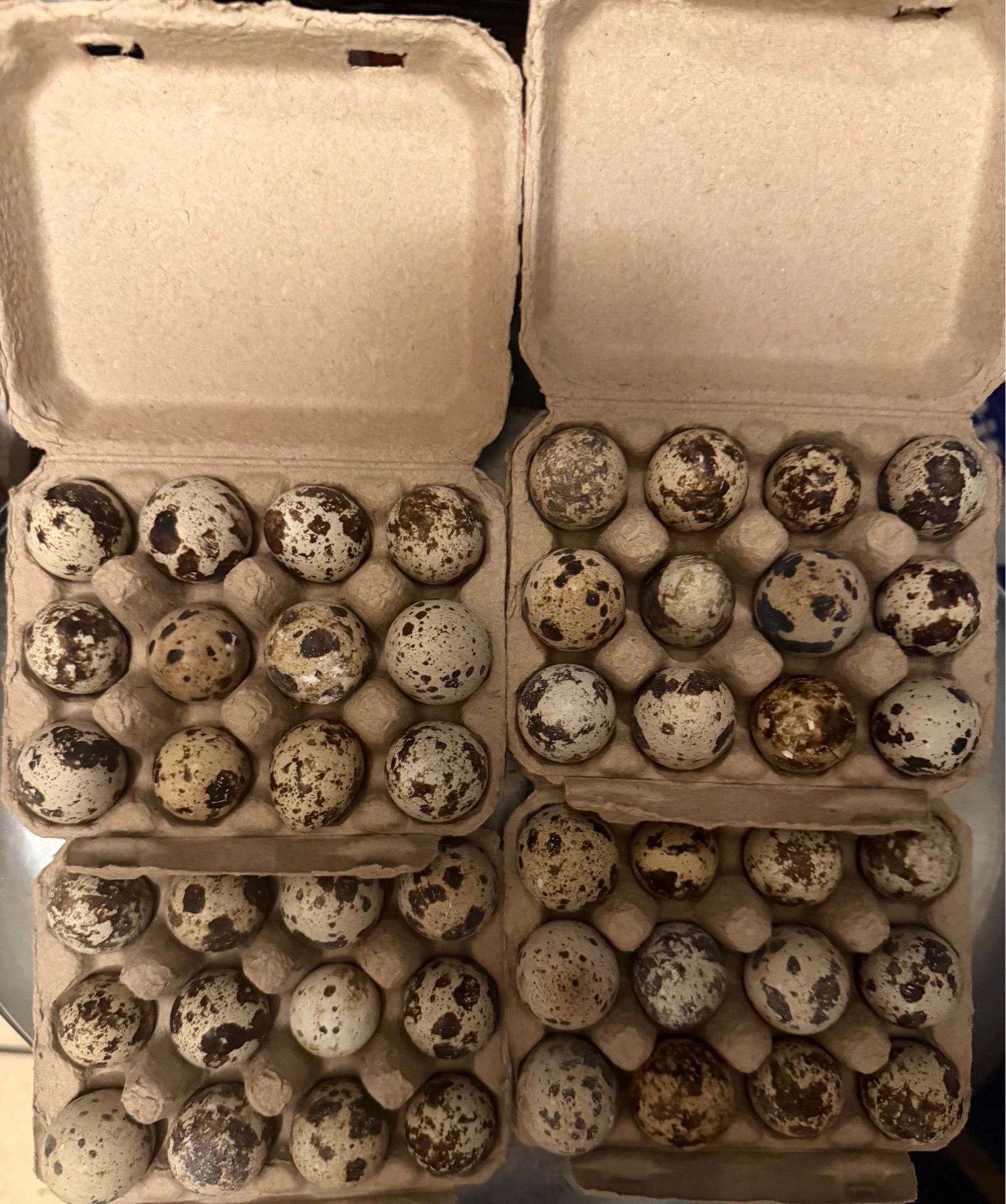 Quail eggs
