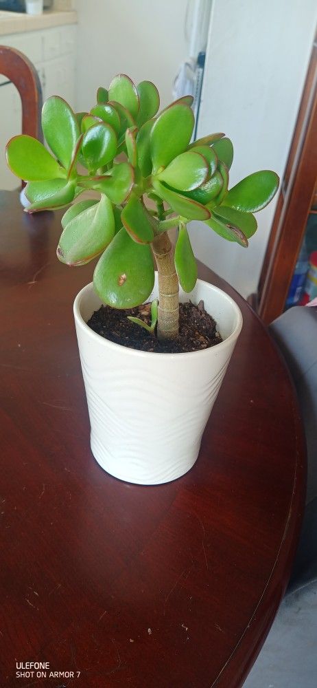 Jade