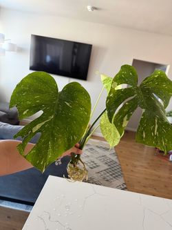 Monstera Thai Con cutting
