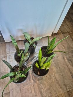 Snake plant