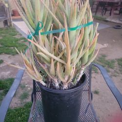 Big Aloe Plant