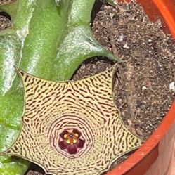 Huernia