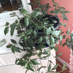 Wandering  Jew Plant