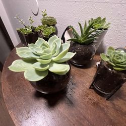 Succulents 
