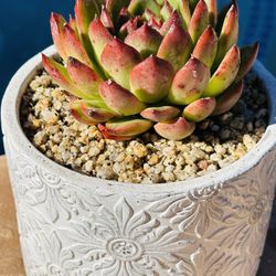 Korean Succulents With White Ceramic Pot 