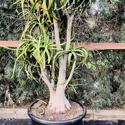 Aloe tongaensis 'Medusa' - Mozambique Tree Aloe