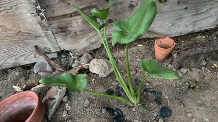 Elephant ear