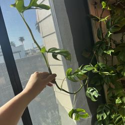 Mini Monstera (Rhaphidophora tetrasperma)for sale Offer up for Sale – $15 (Firm) Houseplant - Indoor plant - Potted plant -  Live plant - Plant sale