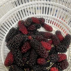 Black Berry