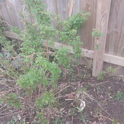 Raspberry Plants