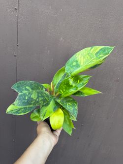 4” philodendron green congo variegated