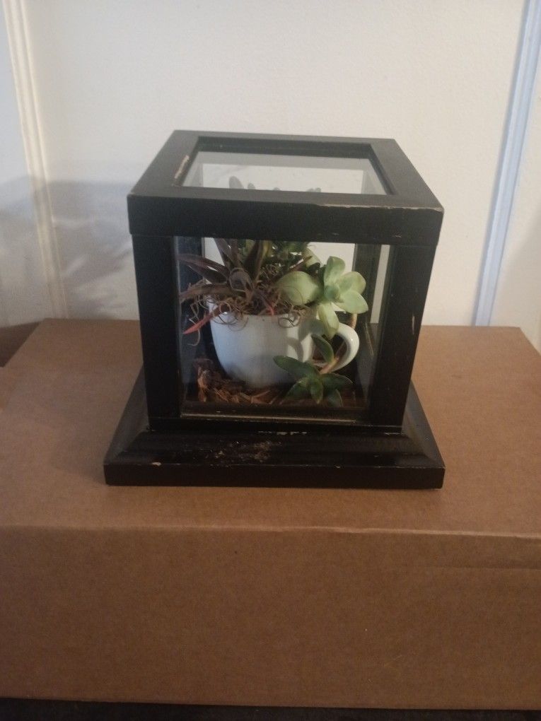 P-N-RP Succulents + Cactus Collection